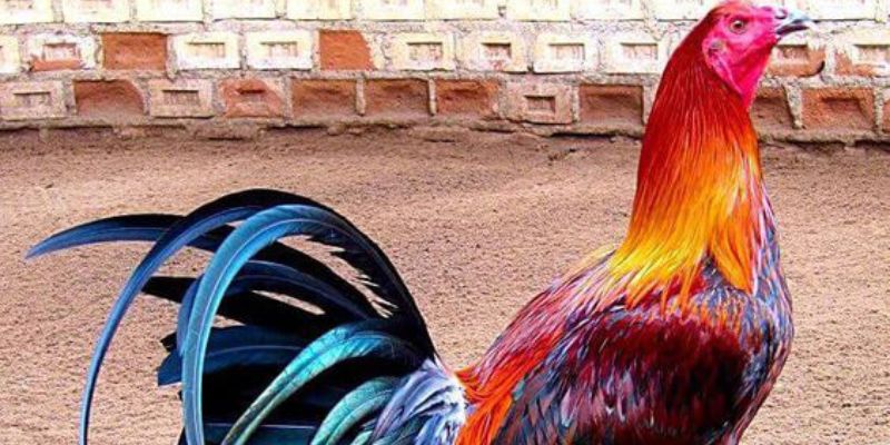 Giống gà chọi Peru ở Nam Mỹ