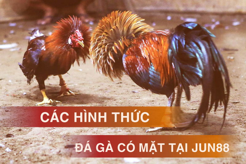 cac-hinh-thuc-da-ga-tai-jun88